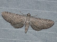 Eupithecia zygadeniata.jpg