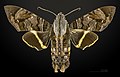 * Nomination Eupyrrhoglossum sagra - Dorsal side - Female. By User:Archaeodontosaurus --Olivier LPB 22:56, 15 July 2018 (UTC) * Promotion Good Quality -- Sixflashphoto 01:02, 16 July 2018 (UTC)