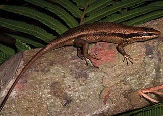 <i>Eutropis multicarinata</i> Species of lizard