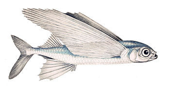 Un poisson volant commun dessiné par Henri Gervais dans Les poissons (1877). (définition réelle 2 200 × 1 192)