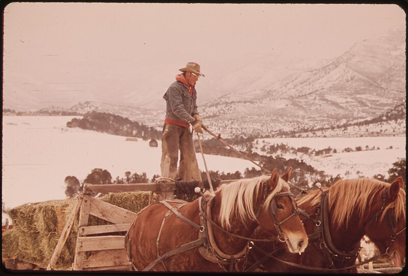 File:FRANK STARBUCK, LAST OF THE OLD TIME RANCHERS NEAR FAIRVIEW MANAGES A SPREAD OF 1300 ACRES AND 400 HEAD OF CATTLE. HE... - NARA - 552675.jpg