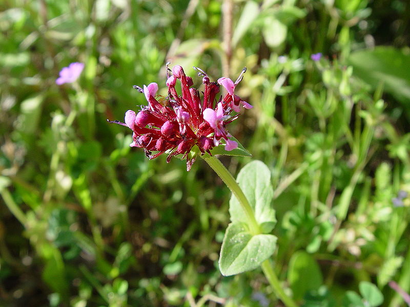 File:Fedia cornucopiae a.JPG