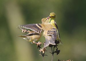 Three goldfinches feeding