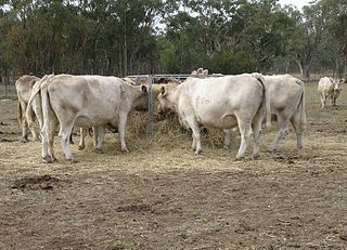 <span class="mw-page-title-main">Stud (animal)</span> Registered animal retained for breeding