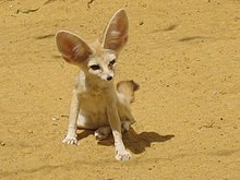 A fennec fox