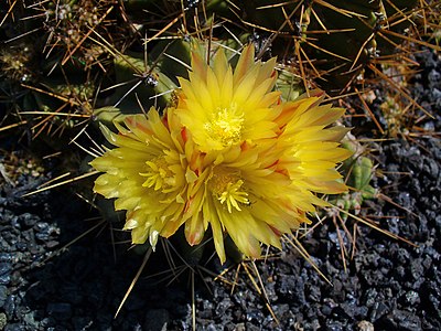 Ferocactus echidne Flowers