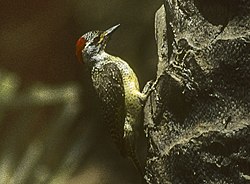 Fine-spotted Woodpecker - Gambia Image17 (16410488915) (cropped).jpg