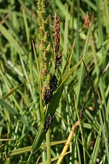 Carex Salina