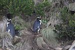Thumbnail for Fiordland penguin