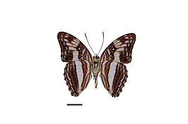 Adelpha capucinus