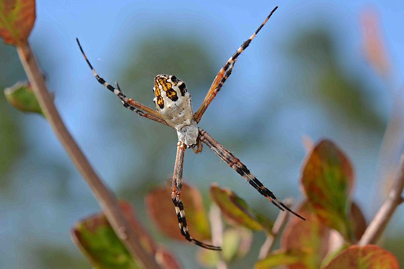 File:Flickr - ggallice - Silver Argiope.jpg