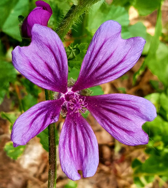 File:Flower 101.jpg