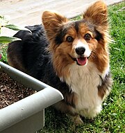 Tri Color Fluffy Corgi 2024