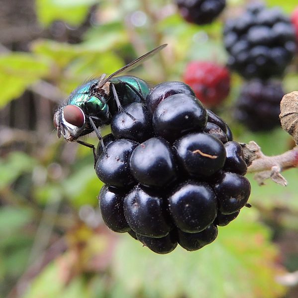 File:Fly on a blackberry, Sandy, Bedfordshire (9740988445).jpg