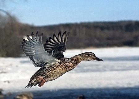 Fail:Flying mallard duck - female.jpg
