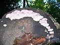 Fomitopsis cajanderi-3.jpg