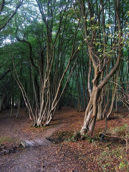 File:Footbridge, Bushycommon Wood - geograph.org.uk - 1530539.jpg