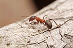 Miniatura per Formica sanguinea