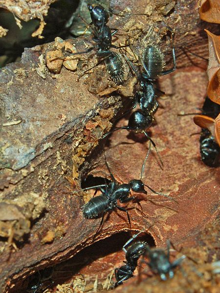 File:Formicidae - Camponotus vagus-1 (8304278462).jpg