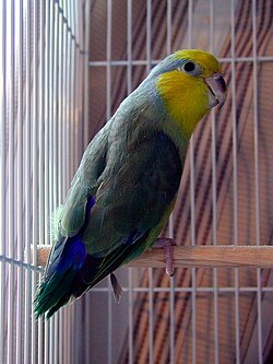 Forpus xanthops -AFA show bird-8a.jpg