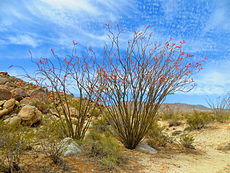 Fouquieria splendens-01.JPG