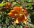 Fremontodendron californicum ssp. decumbens