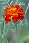 French Marigold.jpg