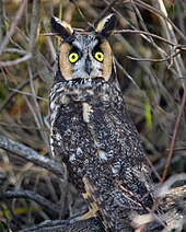 Hibou moyen-duc femelle.