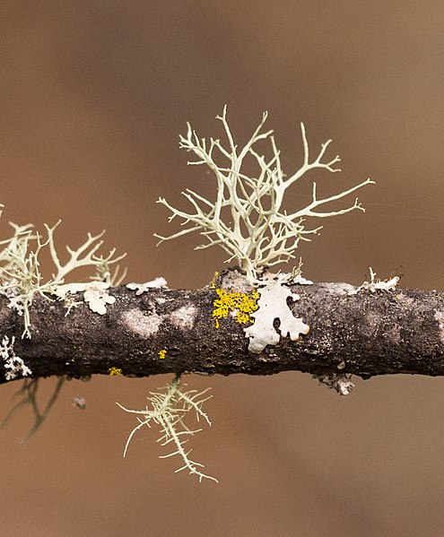 File:Fruticose lichen (01902).jpg