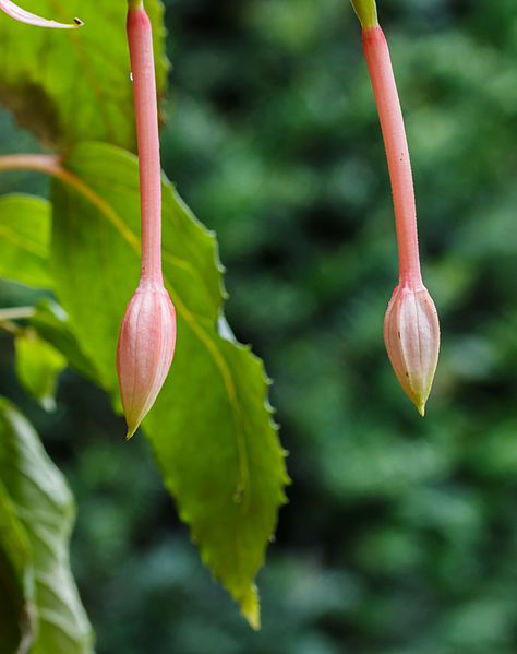 File:Fuchsia 'Big Slim'. Bloemknoppen 02.jpg