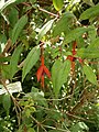 Fuchsia magellanica