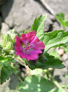 <i>Fuertesimalva</i> Genus of Malvaceae plants