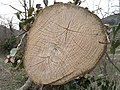 Fused ash trees (Fraxinus excelsior)