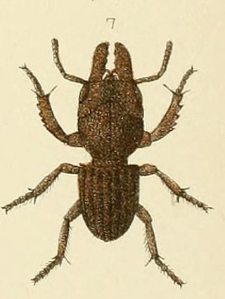 <i>Geodorcus novaezealandiae</i> Species of beetle