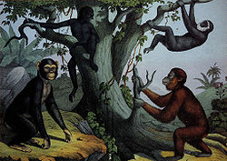 GH Schubert primates.jpg
