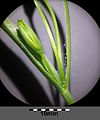 Inflorescence (detail), cauline leaves ciliate
