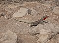 Lézard des Galápagos femelle