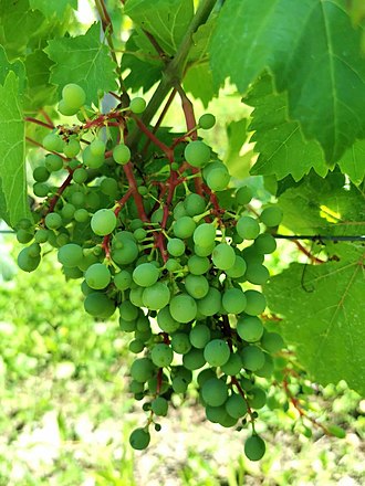 The unripe Gamba di Pernice bunch with the red colored stems Gamba di Pernice 2.jpg