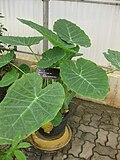 Vignette pour Colocasia gigantea