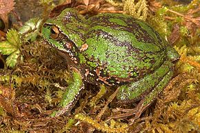 Resmin açıklaması Gastrotheca excubitor.jpg.