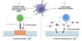 General Effector Mechanisms of B and T Cells.png