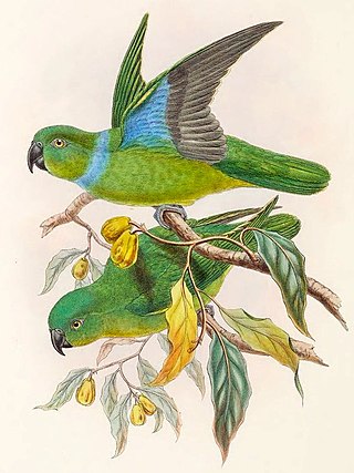 <span class="mw-page-title-main">Blue-collared parrot</span> Species of bird