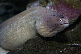 Geometrisk Moray.jpg