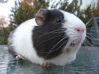 Guinea pig