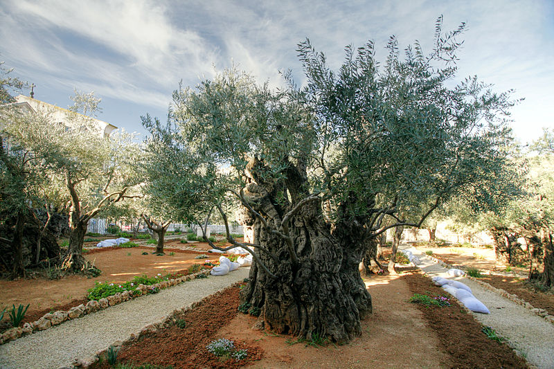 File:Gethsemane Garden (Mount of Olives) (3272135786).jpg