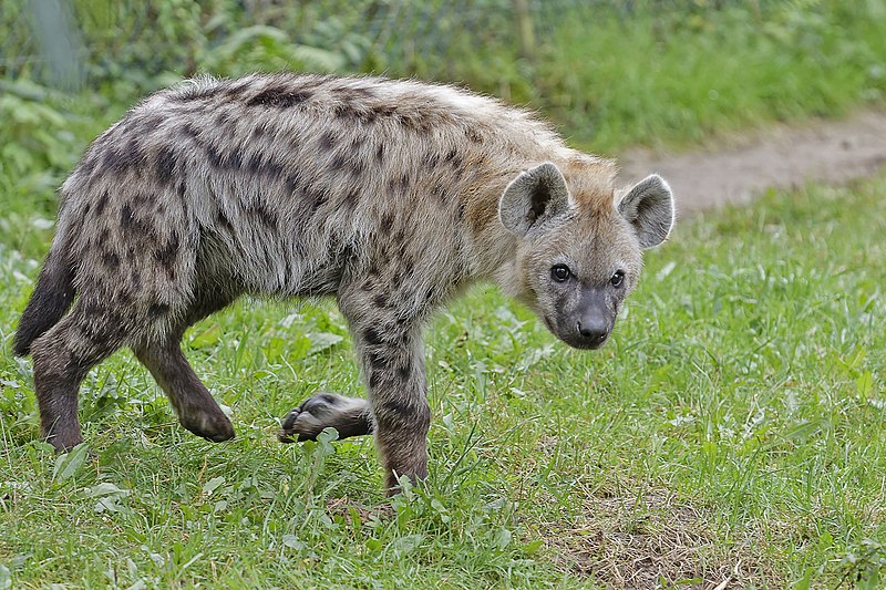 File:Gevlekte hyena (Spotted hyena) 001330 (23112787031).jpg