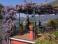 Wisteria in a garden in Rapallo (Italy)