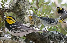 Paruline à joues dorées de The Crossley ID Guide Eastern Birds.jpg