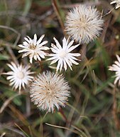 Golden aster seedheads & white stars of bracts