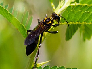 <i>Sphex habenus</i> Species of wasp